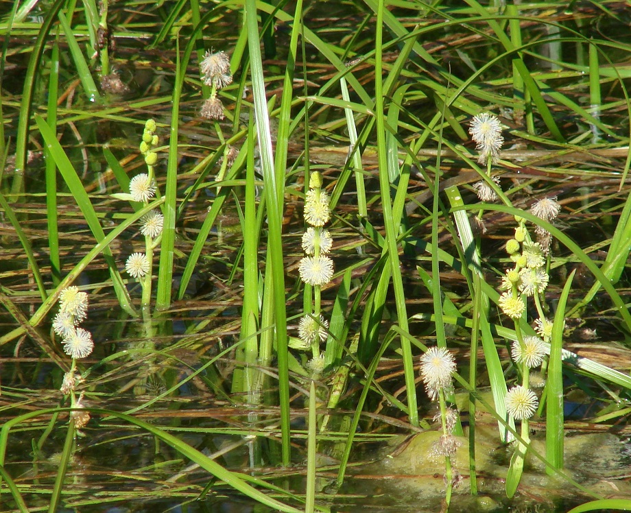 Image of Sparganium emersum specimen.