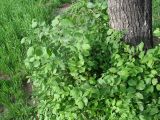 Ulmus laevis. Прикорневая поросль и нижняя часть ствола взрослого дерева. Иркутск, в озеленении. 16.06.2014.