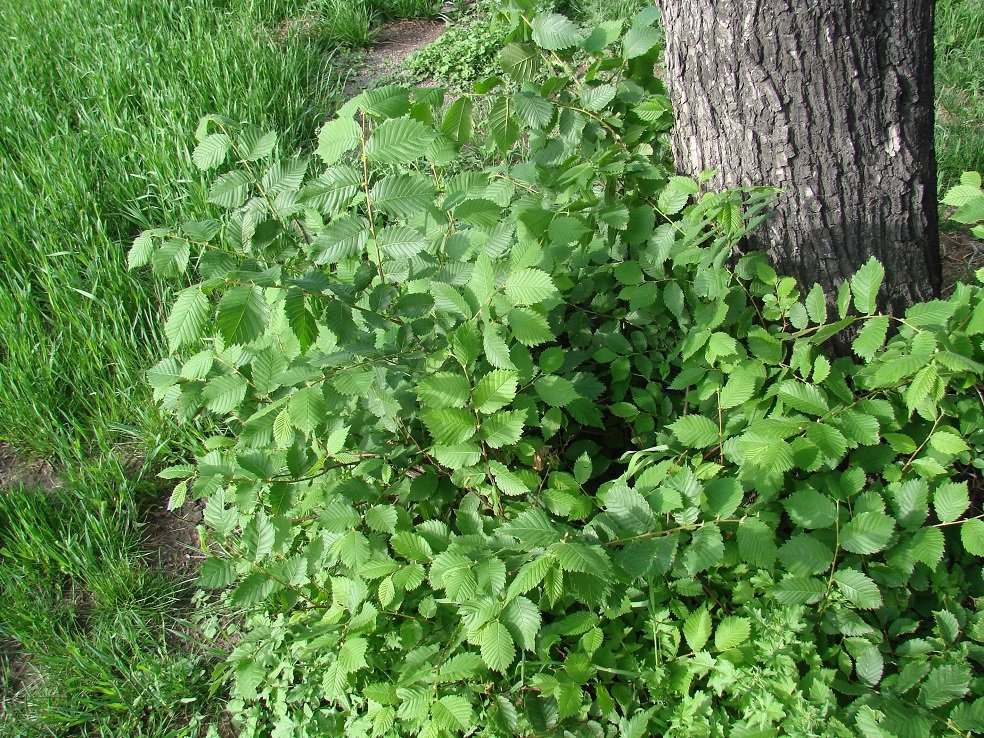 Image of Ulmus laevis specimen.