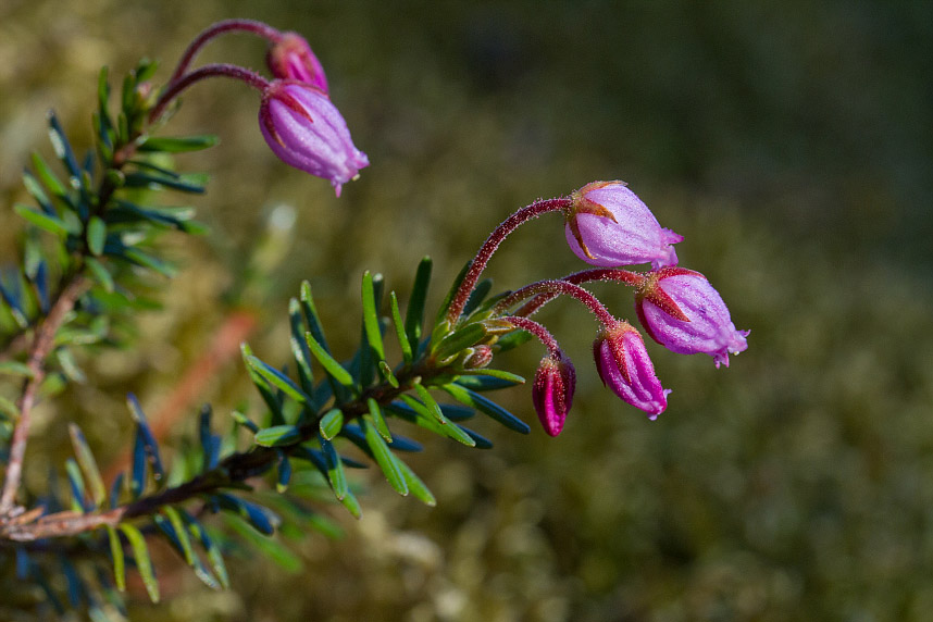 Image of Phyllodoce caerulea specimen.