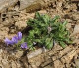 Campanula lingulata