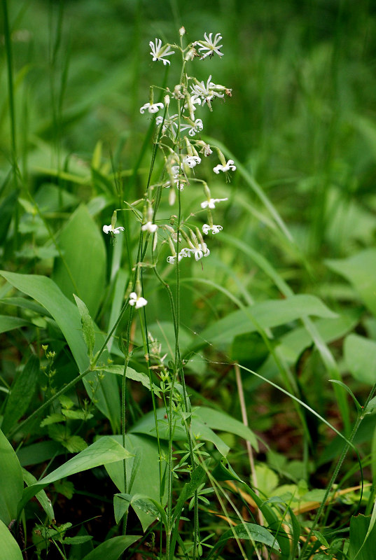 Image of Silene nutans specimen.