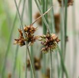 Juncus inflexus. Отцветшие соцветия с завязавшимися плодами и живородящими генеративными органами. Крым, Бахчисарайский р-н, окр. с. Трудолюбовка, длительно сырое место в пойме реки около сада. 28.06.2015.