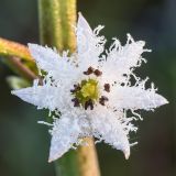 Menyanthes trifoliata. Аномальный цветок с семью лепестками. Кировская обл., окр. г. Кирово-Чепецк, торфяное болото. 27.05.2015.