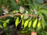 Corydalis cava. Соплодие. Днепропетровская обл., балка бассейна р. Самоткань. 25.04.2009.