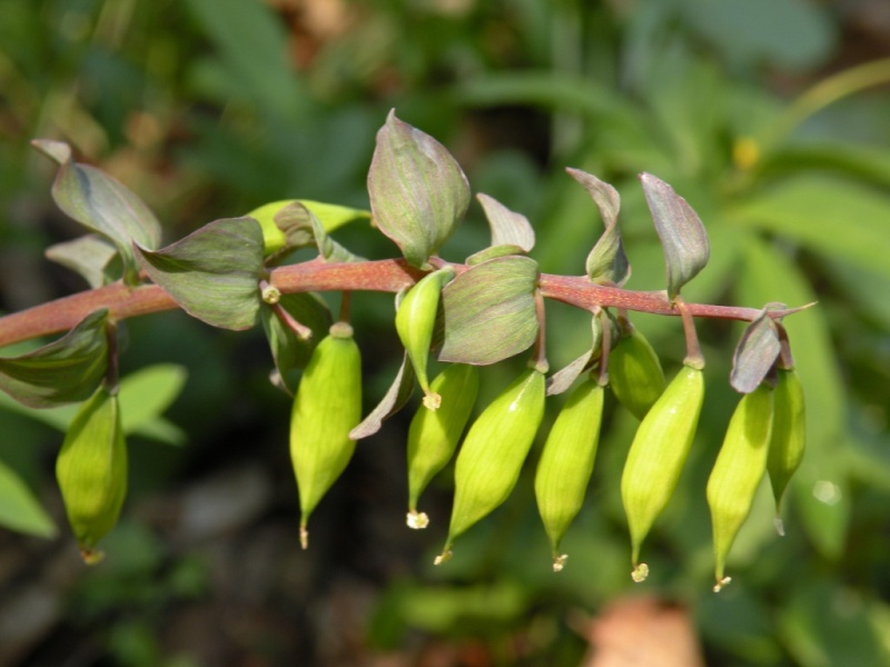 Изображение особи Corydalis cava.