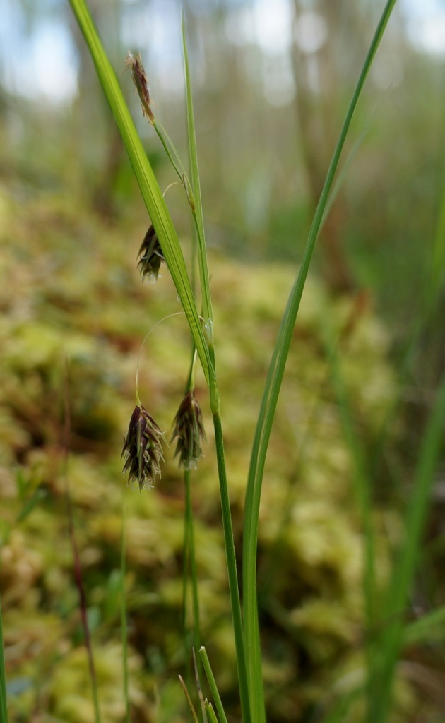 Изображение особи Carex paupercula.