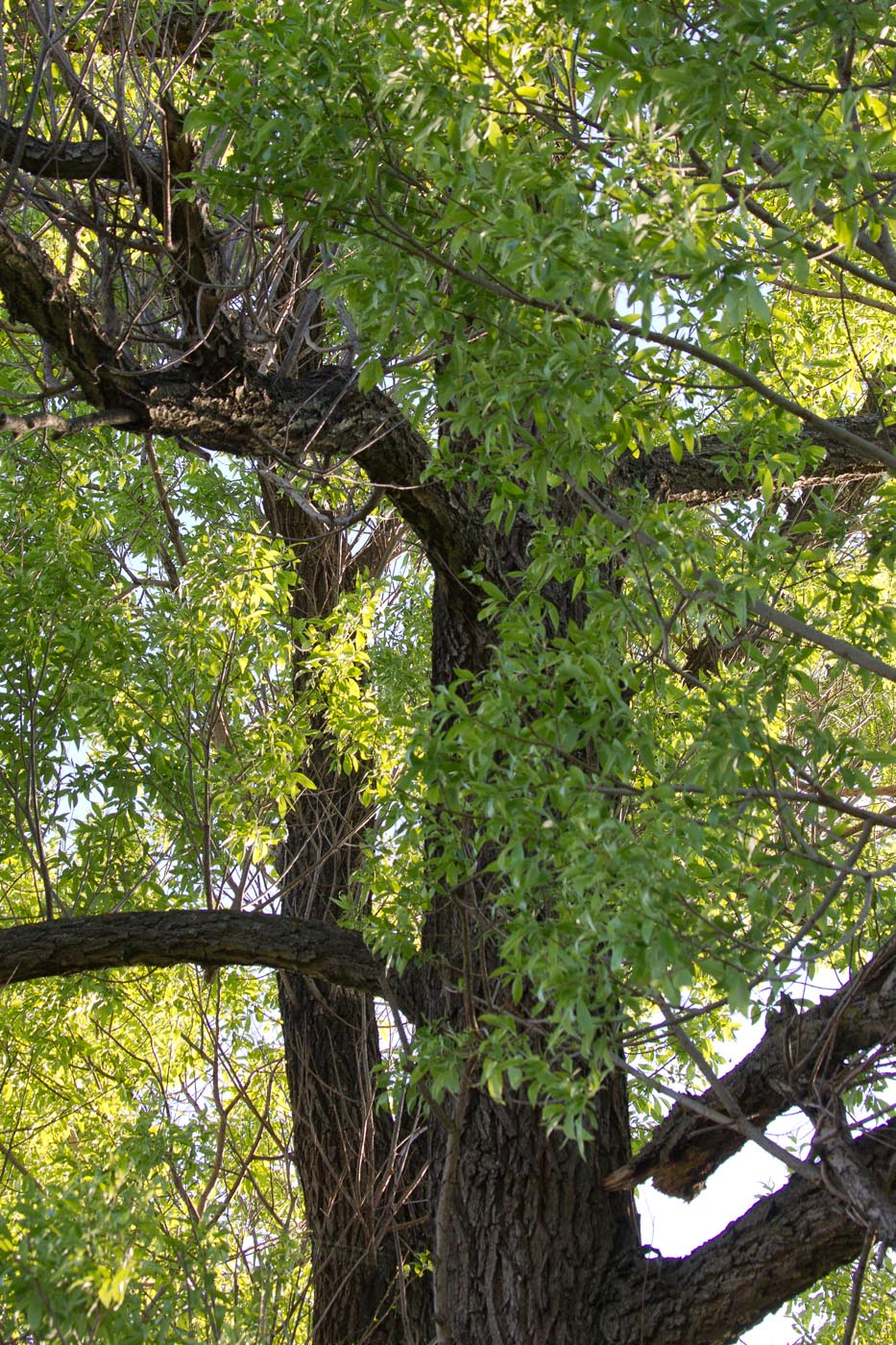 Image of Salix euxina specimen.