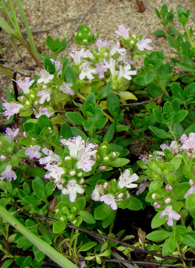 Изображение особи род Thymus.