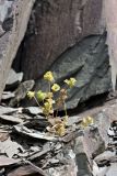 Lamium amplexicaule