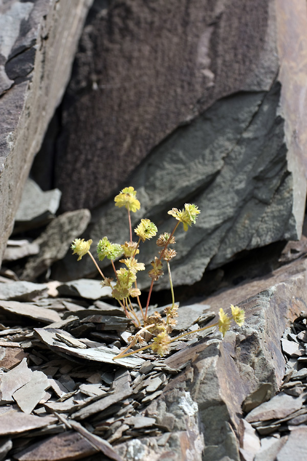 Изображение особи Lamium amplexicaule.