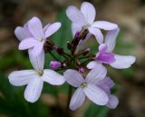 Cardamine quinquefolia. Соцветие. Украина, Киев, заказник \"Лесники\", лиственный лес. 8 апреля 2007 г.