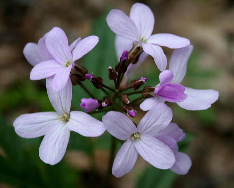 Image of Cardamine quinquefolia specimen.