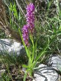 Dactylorhiza umbrosa. Цветущие растения на берегу реки. Казахстан, Сырдарьинский Каратау, Каратауский заповедник, бас. р. Кантаги. 22.05.2014.