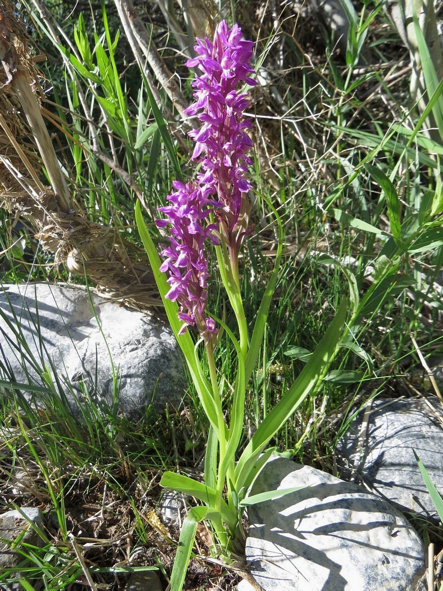 Изображение особи Dactylorhiza umbrosa.