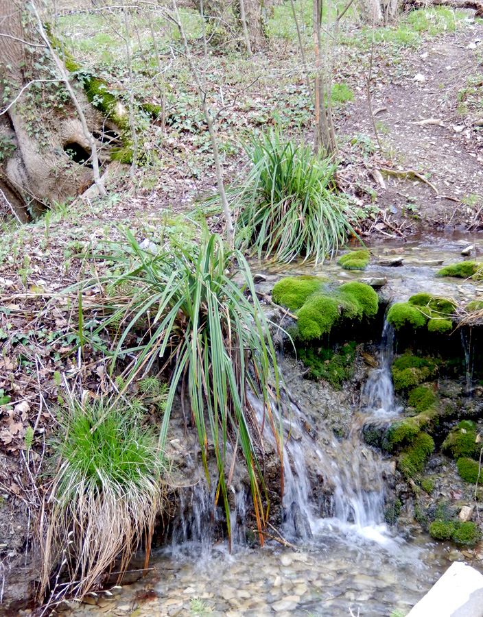 Image of Carex pendula specimen.