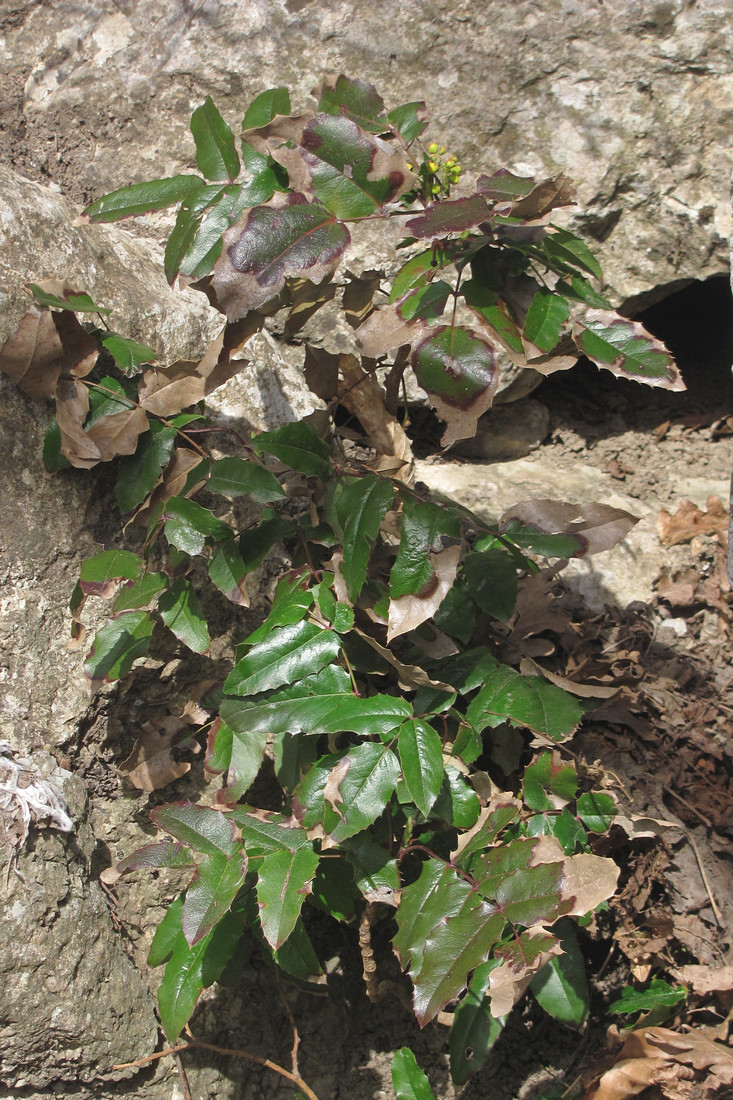 Image of Mahonia aquifolium specimen.