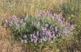 Astragalus onobrychis