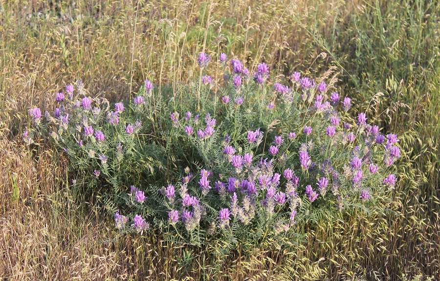 Изображение особи Astragalus onobrychis.