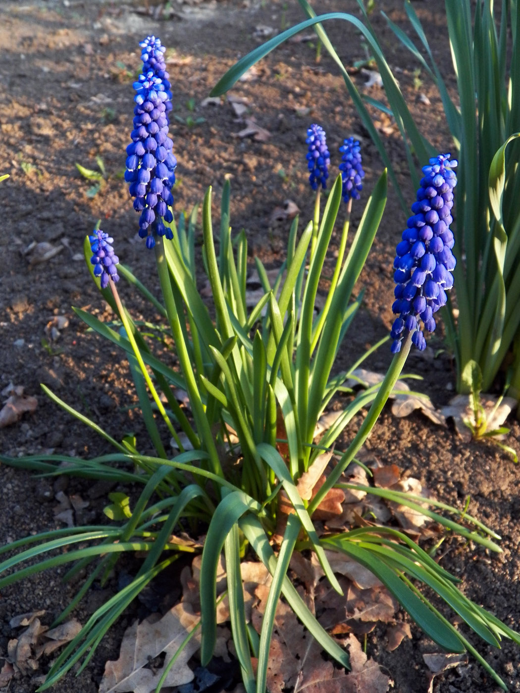 Image of Muscari armeniacum specimen.