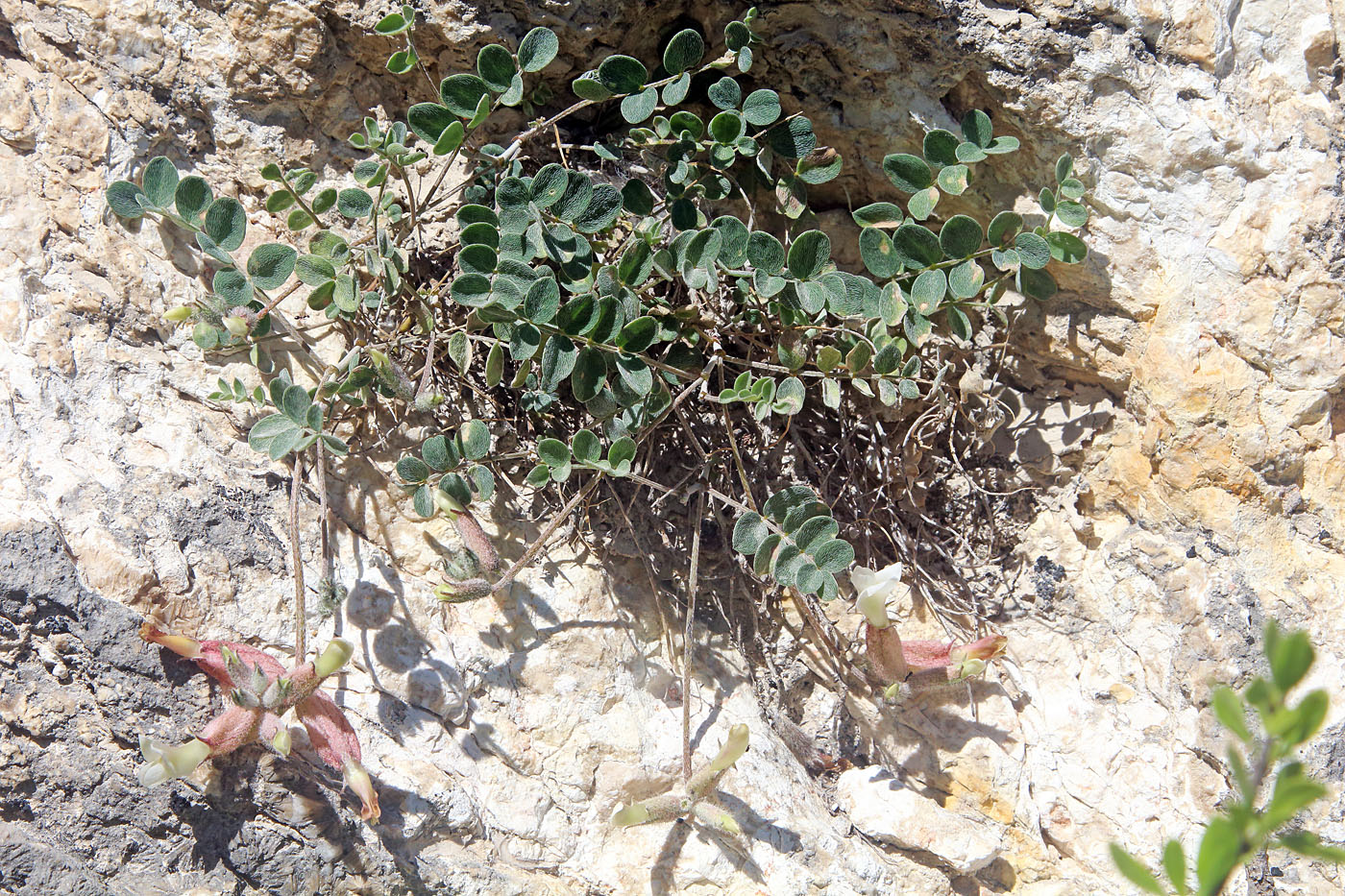 Изображение особи Astragalus abolinii.