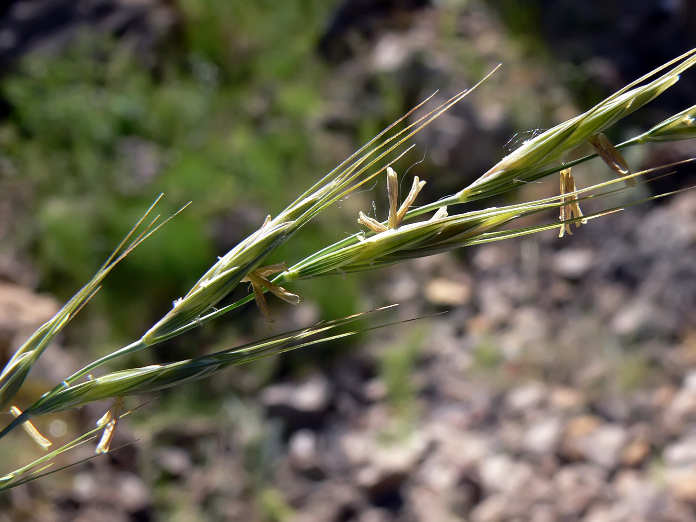 Image of Elytrigia reflexiaristata specimen.