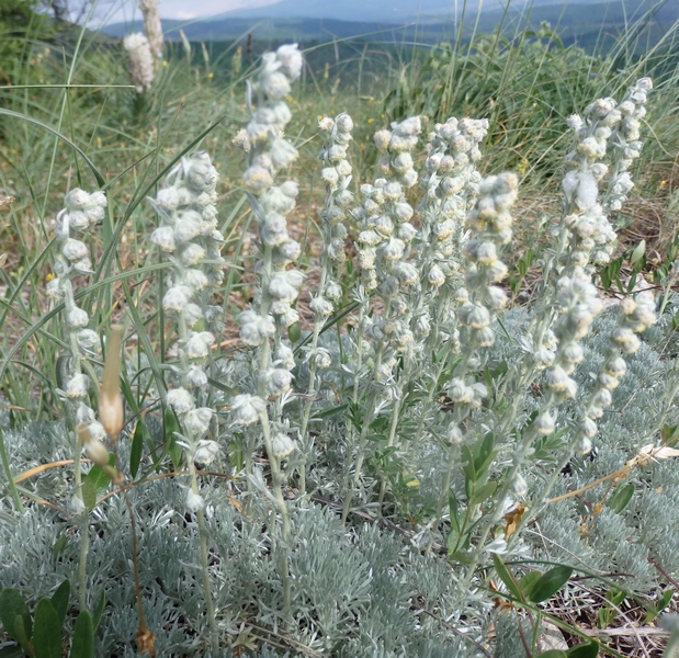 Изображение особи Artemisia caucasica.