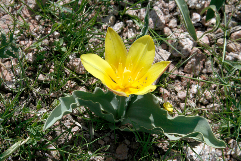 Изображение особи Tulipa dubia.