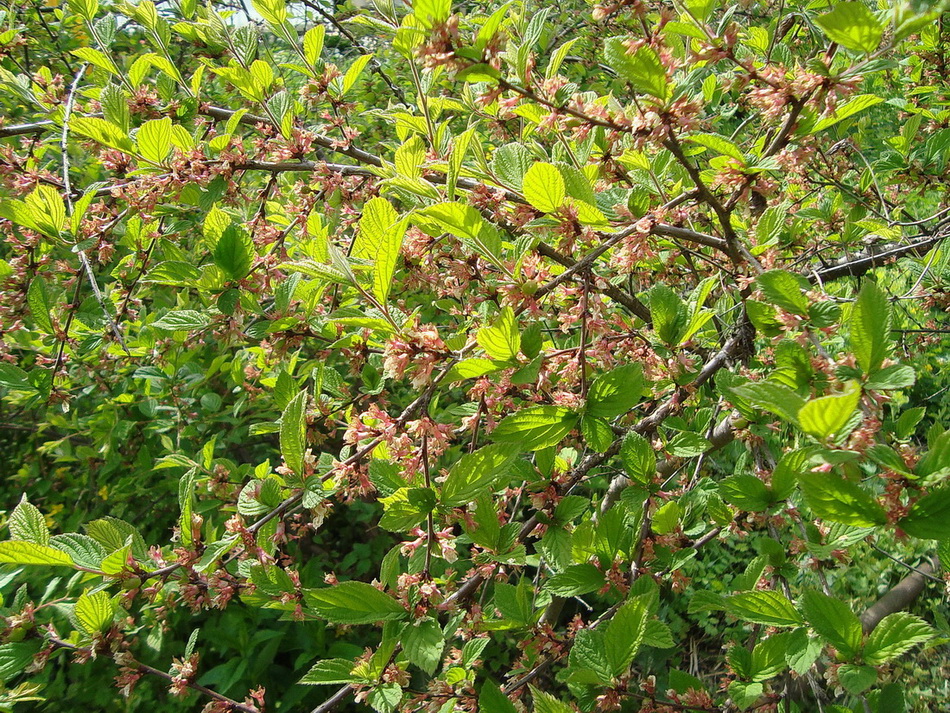 Image of Cerasus tomentosa specimen.