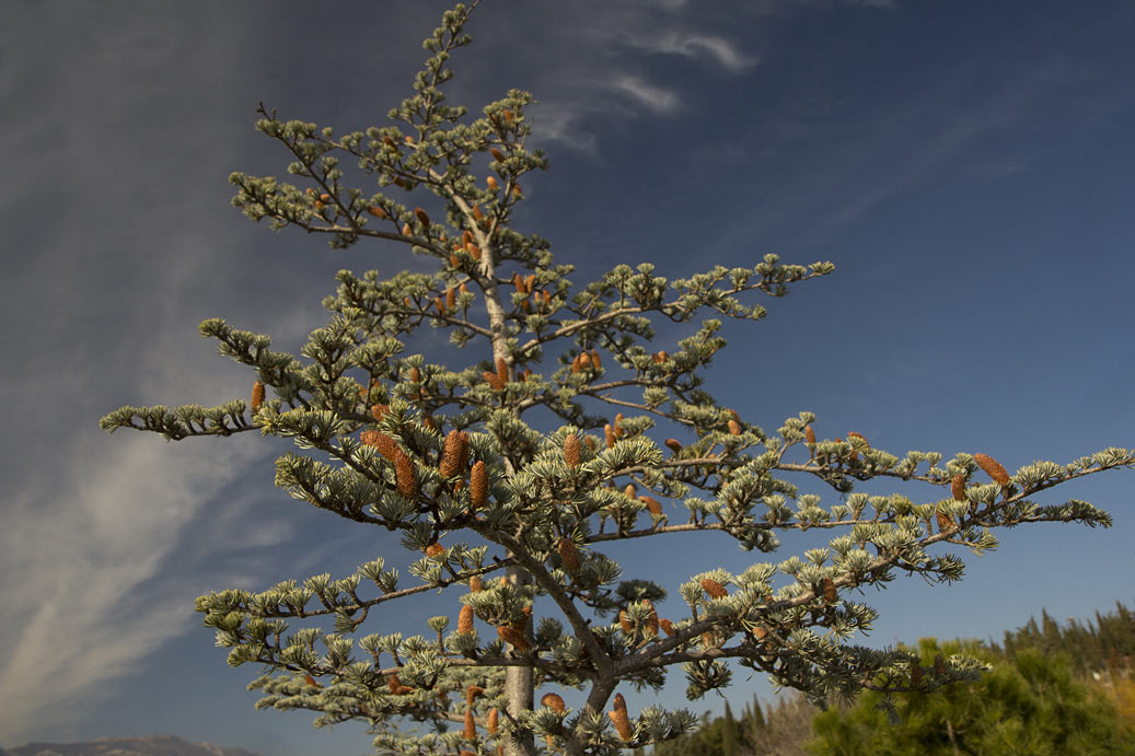 Image of Cedrus atlantica specimen.