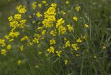 genus Aurinia