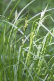 Carex pallescens