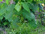 Vitis vinifera. Верхушка побега с соцветиями. Крым, Бахчисарайский р-н, Качинский каньон, с. Баштановка, в культуре. 08.06.2016.