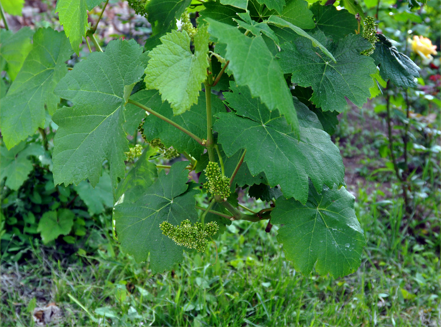 Изображение особи Vitis vinifera.