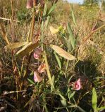 Lathyrus sylvestris