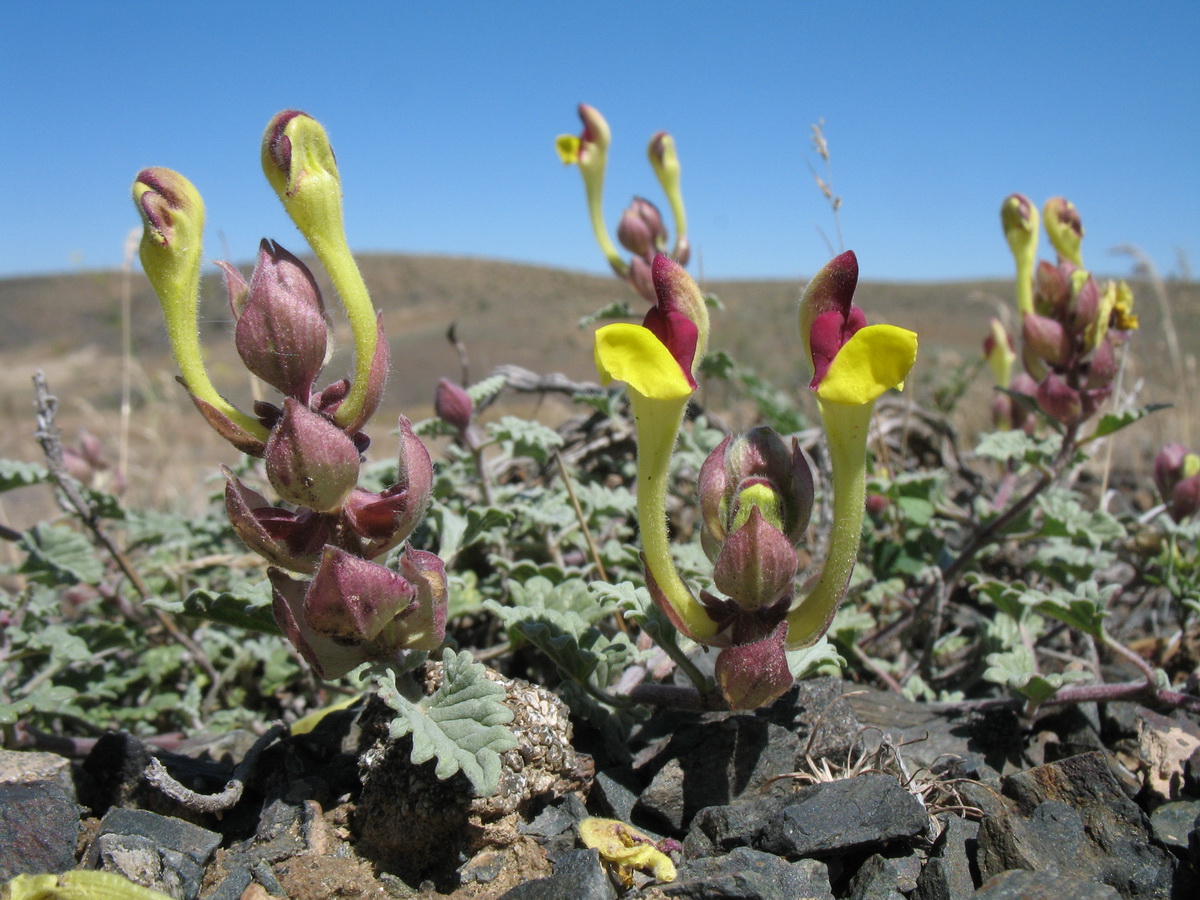 Изображение особи Scutellaria titovii.