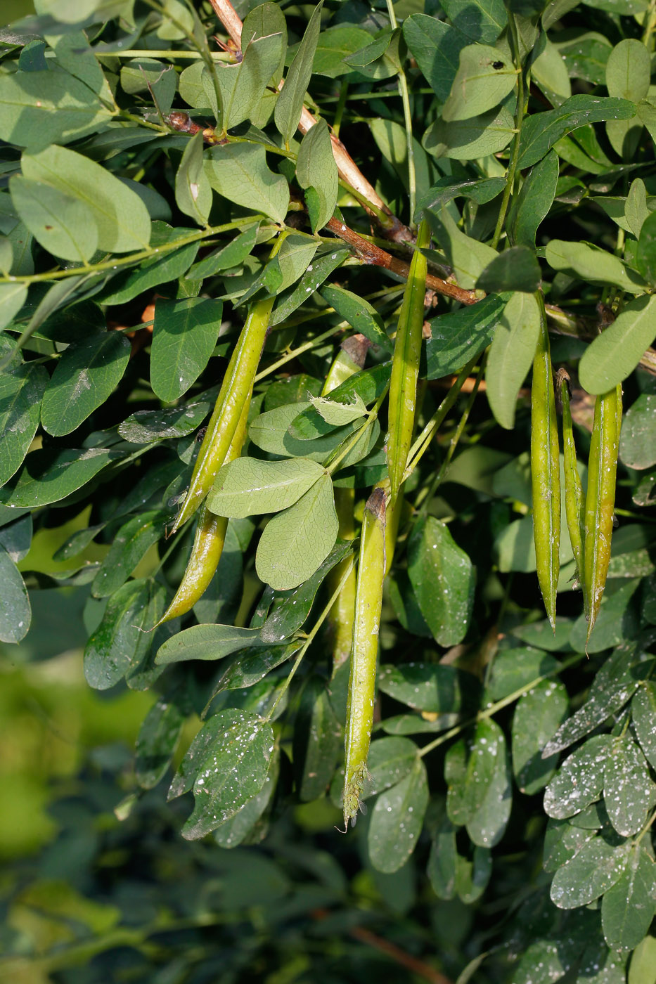 Image of Caragana arborescens specimen.
