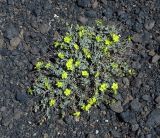 Helianthemum canariense