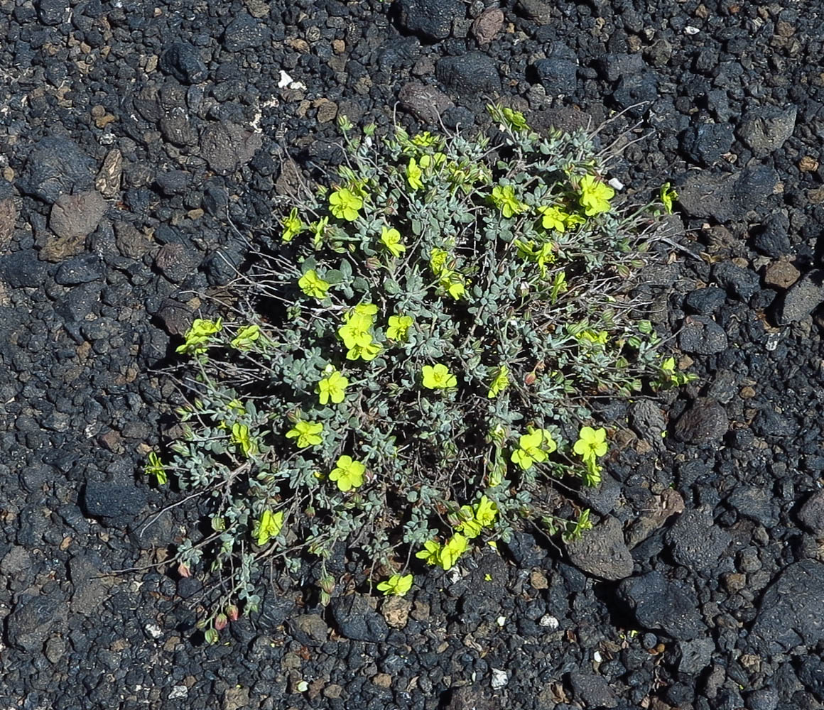 Изображение особи Helianthemum canariense.