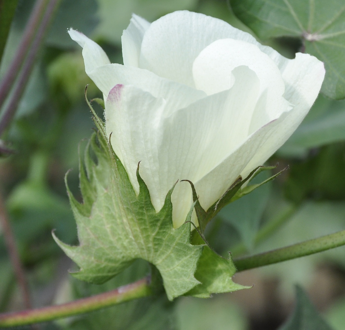 Изображение особи Gossypium hirsutum.