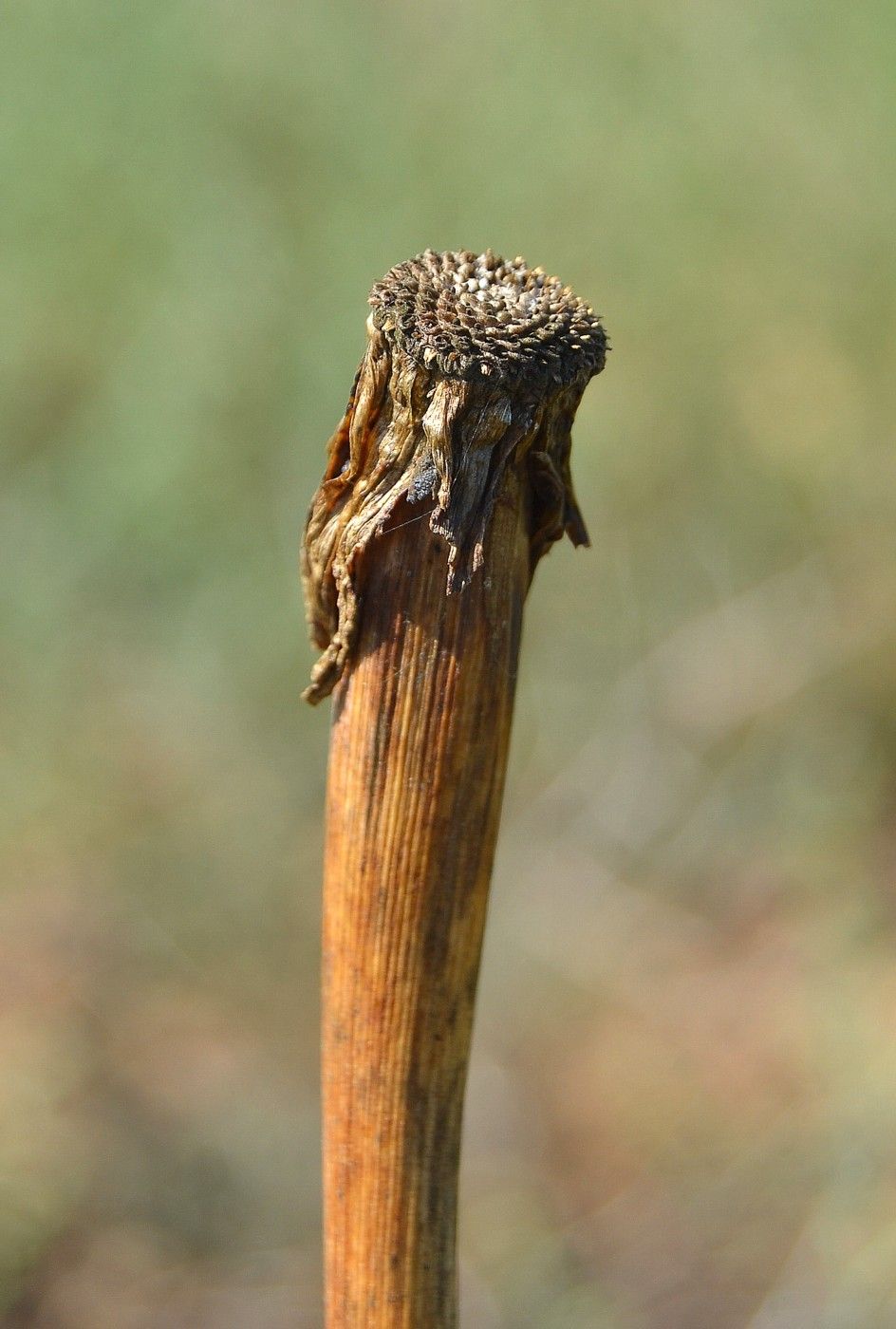 Image of Tragopogon dubius ssp. desertorum specimen.