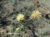 Centaurea reflexa