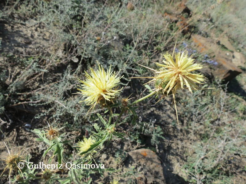 Изображение особи Centaurea reflexa.