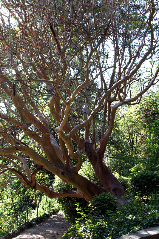 Image of Arbutus andrachne specimen.