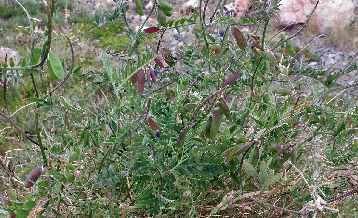 Изображение особи Vicia cracca.