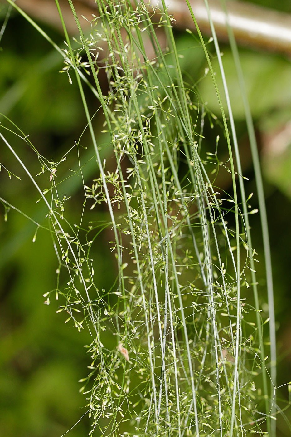 Изображение особи Poa nemoralis.