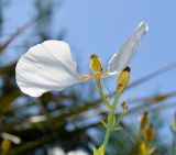 Romneya coulteri