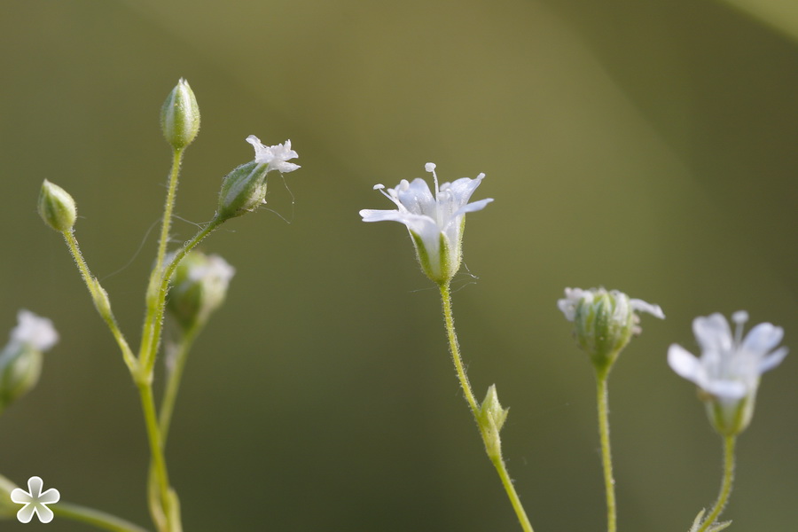 Изображение особи род Gypsophila.