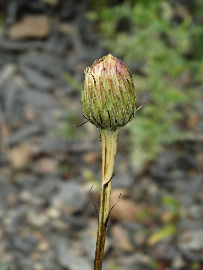 Image of Leibnitzia anandria specimen.