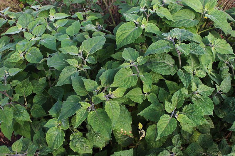 Image of Physalis peruviana specimen.